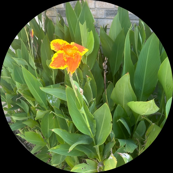 Poshmark profile picture for @valencia